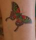 I can't wait...-butterfly-tattoo-nancy.jpg