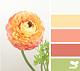 CAS281 - Single Bloom Palette (7/14/14)-single-bloom-color-palette.jpg