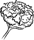 Carnation flower - freebie!-carnation.png