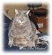 fellow Cat Lovers, how do you do it?-percy-march-23-2011.jpg