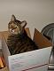 fellow Cat Lovers, how do you do it?-kala-likes-small-boxes.jpg