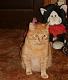 fellow Cat Lovers, how do you do it?-hoboski-sitting-his-buddies..jpg