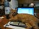 fellow Cat Lovers, how do you do it?-onge_on_laptop.jpg