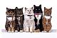 fellow Cat Lovers, how do you do it?-cats-5-row-6192011-1748-poster-edges.jpg