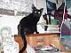 So what is your cat up to?-sarge-08.jpg