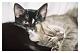 What about us cat lovers?-indy_tashacuddle.jpg