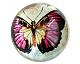 IC298 ~ Patina {08-20-11}-butterfly-paperweight.jpg