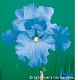 IC637 {2/17/18} Schreiner's Iris Gardens-colormeblue.png