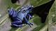 IC641 {3/17/18} Aquarium of the Pacific-blue-poison-dart-frog.jpg