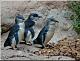 IC641 {3/17/18} Aquarium of the Pacific-little-blue-penguins.jpg