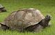 IC646    {4/21/2018} The Smithonian Institution-tortoise.jpg