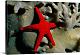 IC701 {5/11/19} - Great Big Canvas-canvasred-starfish-crawling-across-coral-western-pacific-ocean-ng696667.jpg