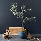 IC753 {5/09/20} Lia Griffith-paper_olive_tree_7.jpg