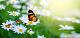IC796 {3/6/21} Freepik-yellow-orange-butterfly-white-pink-flowers-green-grass-fields_34998-206.jpg