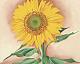 IC916 {6/24/23} McGaw Graphics-sunflower-maggie.jpg