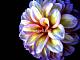 IC925 {8/26/23} Imagekind-light-darkness-dahlia-flower.jpg