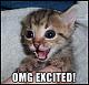 A New Uploader is Coming!! :)-excitedcat.jpg