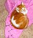 Nov Full Reveal #1: LOL Cats stamp set-quilt-cat.jpg