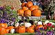 MMTPT374 ~ 09/29/2015 ~ Get Your Pumpkins On for the Pumpkinville Pumpkin Fest!-fallpumpkins.jpg