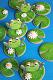 MMTPT800 – Nov. 21, 2023 – Green x 3-frog-cookies.jpg