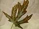 TLC446 ~ Leaf Stamping ~ {9/9/13}-p1120465.jpg