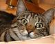 animallover's Avatar