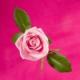 FlowersandHearts's Avatar
