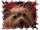 scrappyjackie's Avatar