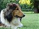 BarkingCollie's Avatar