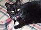 shadowkat1283's Avatar