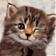 skoop's Avatar