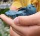 bluebirdie's Avatar