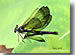 Dragonfly75's Avatar