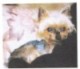 mistys mum's Avatar