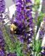 Bumblebee Diva's Avatar