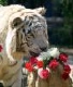 Silver Tiger's Avatar