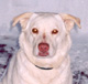 Kashka's Avatar