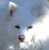 eskiesmom's Avatar