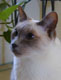 Harmony60's Avatar