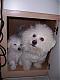 bichon mom's Avatar