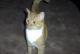 Miss Kitty's Avatar