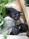 catcrazy