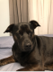 Sarge