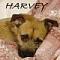 Harvey's mum