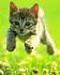 muscrat's Avatar