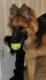 3DogMom's Avatar