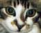 Stoplightstamper's Avatar