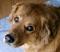 digby