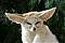 Runamok's Avatar